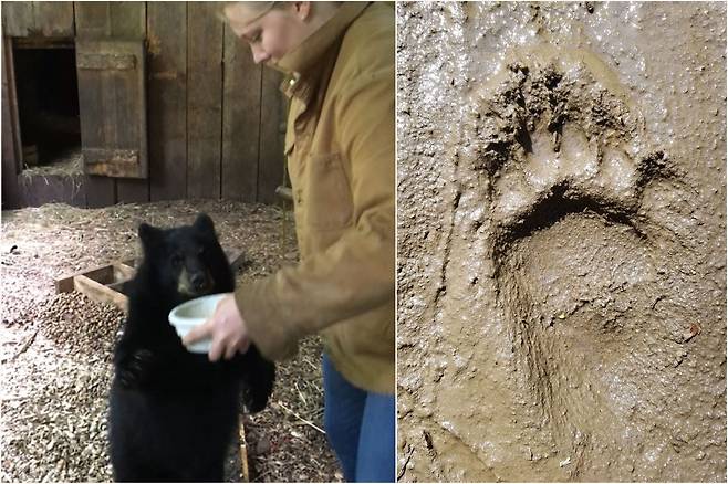 아메리카흑곰이 뒷발로 일어섰을 때 생긴 발자국. 사람은 엄지발가락이 가장 크지만 곰은 달랐다./미 다트머스대