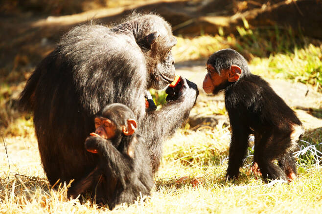 침팬치 가족이 먹이를 먹고 있다. 게티이미지