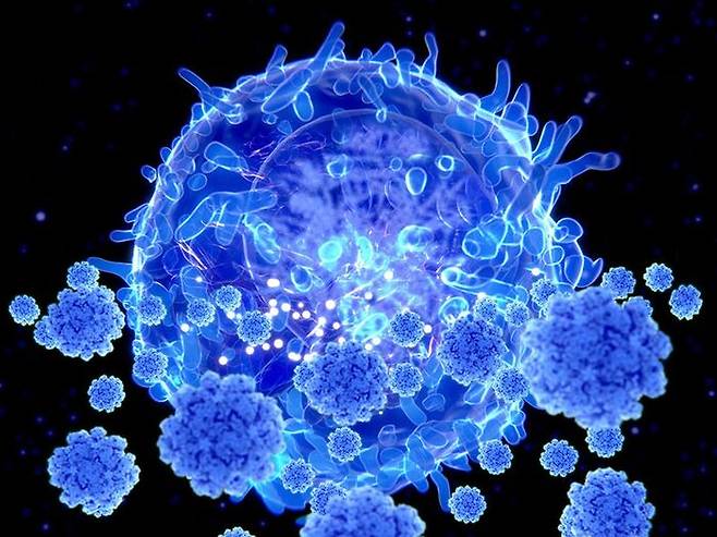 [사진] 코로나19 바이러스를 공격하는 T-세포 (자료 : 네이처)