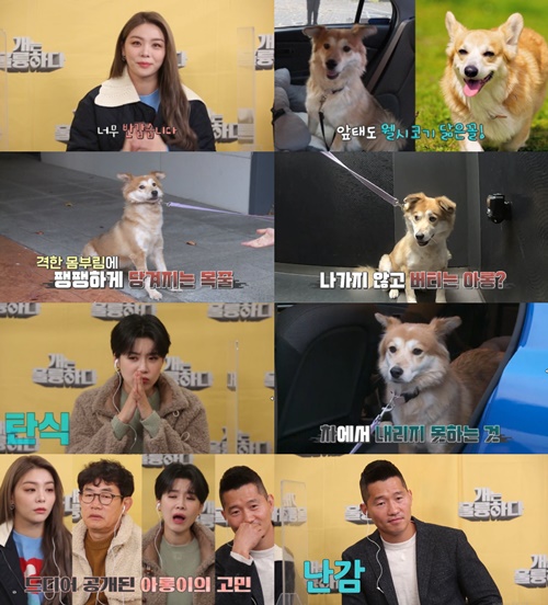 개훌륭 사진=KBS2 ‘개는 훌륭하다’