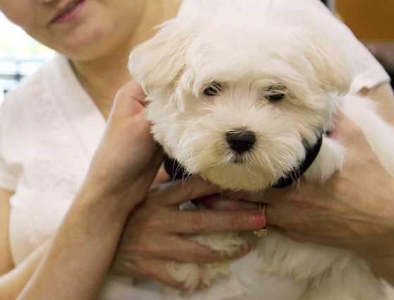미국 매릴랜드주의 한 동물가게에서 강아지를 손님에게 보여주고 있다. 연합뉴스
