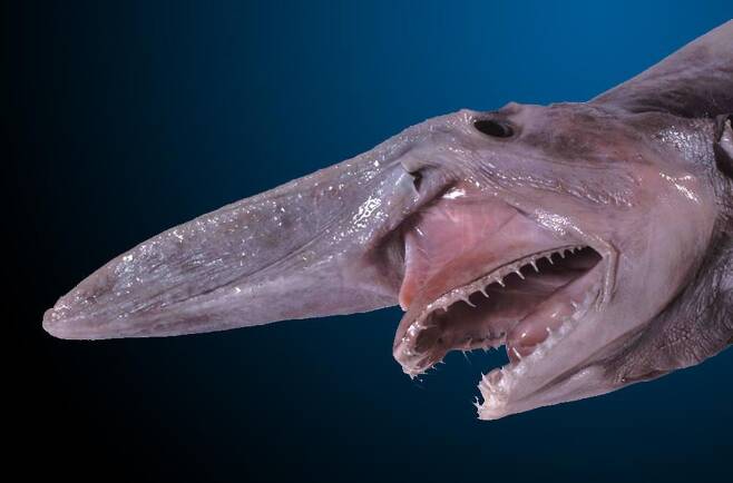 상어류 중 가장 기괴한 모양새를 한 것으로 유명한 마귀상어(고블린상어). /미 스미스소니언 국립 자연사박물관