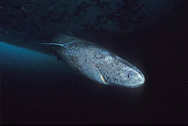 500살 이상 사는 것으로 알려진 북극권 서식 상어인 그린란드 상어. /미국 해양대기청 홈페이지