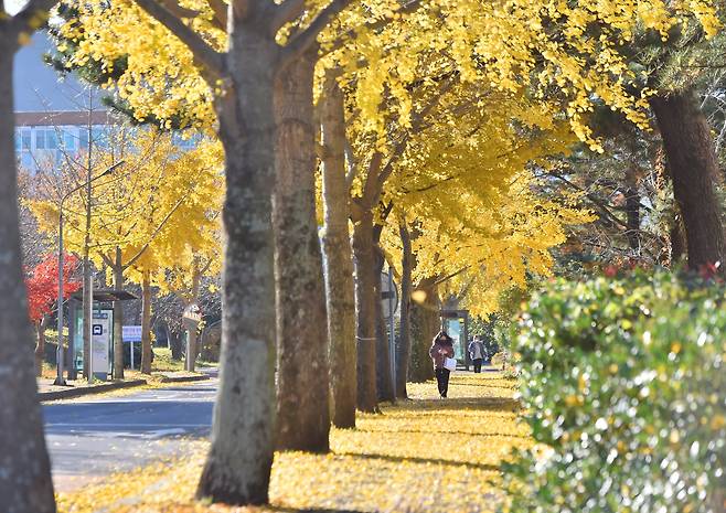 가을의 끝자락인 11월 28일 제주시 아라동 제주대 기숙사 앞 인도가 노란 은행잎으로 덮였다. 연합뉴스