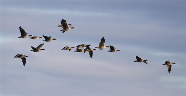 철새인 도요새는 북반구 알래스카에서 남반구 뉴질랜드까지 약 1만 1500㎞를 쉬지 않고 1주일 동안 날아간다. 장거리를 이동하는 철새일수록 깃털색이 옅다는 연구 결과가 나왔다. 한국의 대표적 겨울 철새 쇠기러기떼(사진)가 이동하는 모습.사이언스 제공