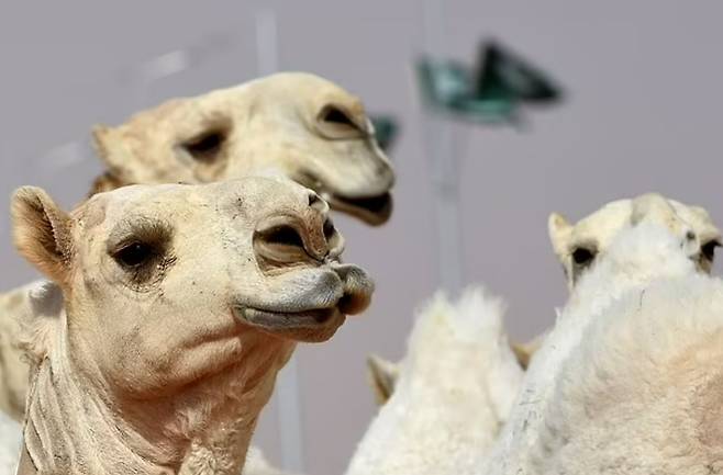 사우디아라비아에서 매년 열리는 낙타 페스티벌의 한 프로그램인 아름다운 낙타 선발대회에 출전한 낙타들. AFP 연합뉴스