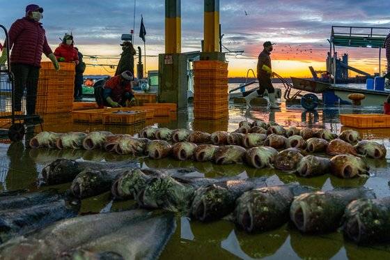 강릉 주문진항 어판장 바닥에 곰치가 널려 있다. 작년 한때 1마리당 20만원까지 가격이 치솟았으나, 올겨울 어획량이 늘면서 가격이 많이 내려갔다. 검정 빛을 띠는 것이 수컷, 붉은 빛을 띠는 것이 암컷이다.