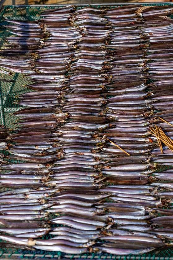 해풍에 건조 중인 양미리. 강릉 사천항이나 주문진항 일대에서 흔히 볼 수 있는 풍경이다.