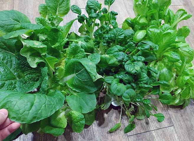 수확 위해 분리한 엽채류 씨앗키트 3개. 왼쪽부터 쌈추, 비타민, 청치마상추(12월 21일)