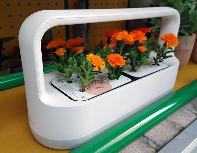 어느 정도 자란 화훼 씨앗키트는 스마트화분인 틔운미니로 옮길 수 있다(틔운미니는 출시 예정)