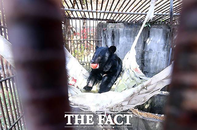 유일이(U1)가 활동가들이 행동풍부화를 위해 달아 놓은 해먹에서 사과를 찾아 먹고 있다.