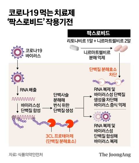 코로나19 먹는 치료제 ‘팍스로비드’ 작용기전. 그래픽=김영옥 기자 yesok@joongang.co.kr