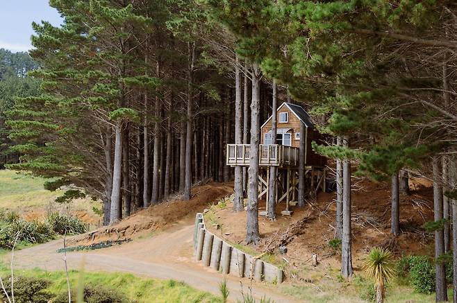 뉴질랜드의 트리하우스