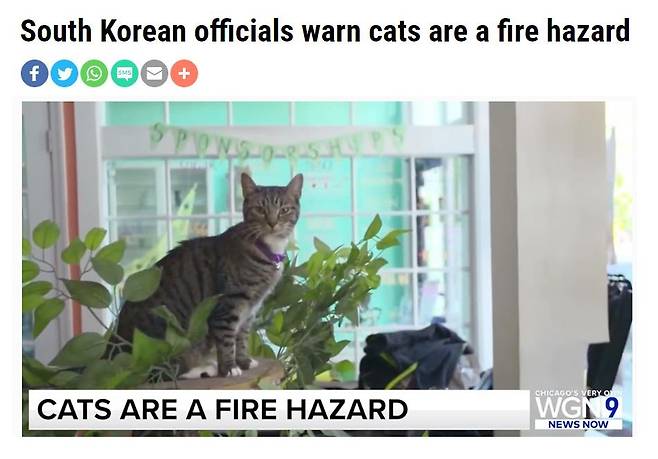 한국 소방당국의 '고양이 방화 주의보'를 보도한 시카고 WGN 방송  [시카고 WGN 방송 화면 캡처. 재판매 및 DB 금지]