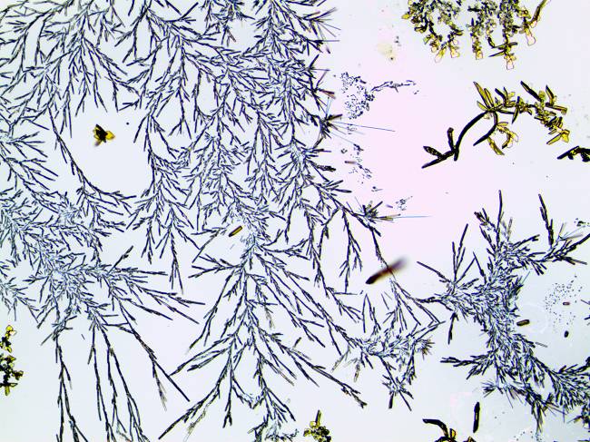 설화(雪花) /POSTECH 박준호 <IBS 제공>