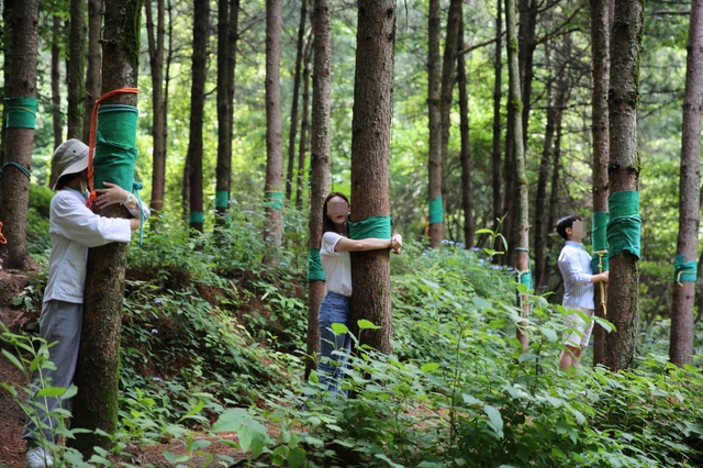 [안동=뉴시스] 국립산림치유원 잣나무 숲길에서 '다스림 산림치유' 프로그램을 진행하고 있다. (사진=뉴시스 DB) 2022.01.11 *재판매 및 DB 금지