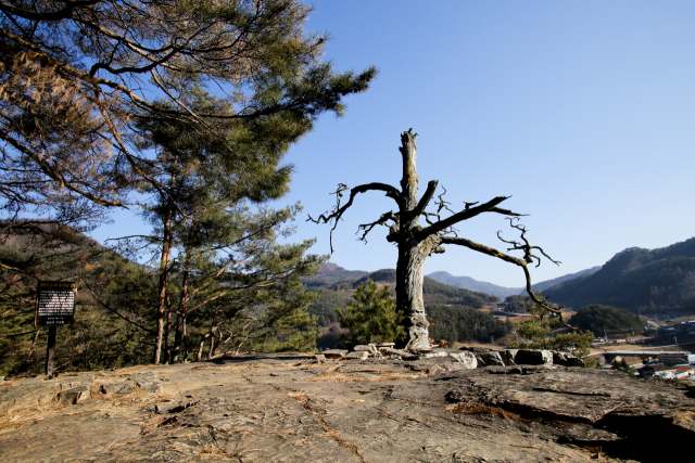 구름도 그 경치에 반해 쉬어간다는 몰운대에 수백 년 된 소나무 고사목이 단단히 뿌리를 내리고 서 있다.