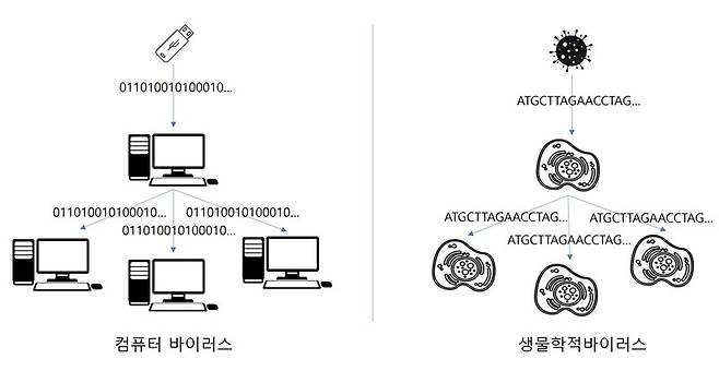 컴퓨터 바이러스의 복제 코드는 2진수(0,1), 생물학적 바이러스의 복제 코드는 4진수(A, T, G, C)다.