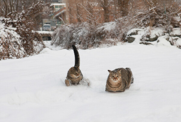 양평의 눈밭에서 노는 ‘고양이 식당 1호점’ 고객들. 이용한 작가 제공