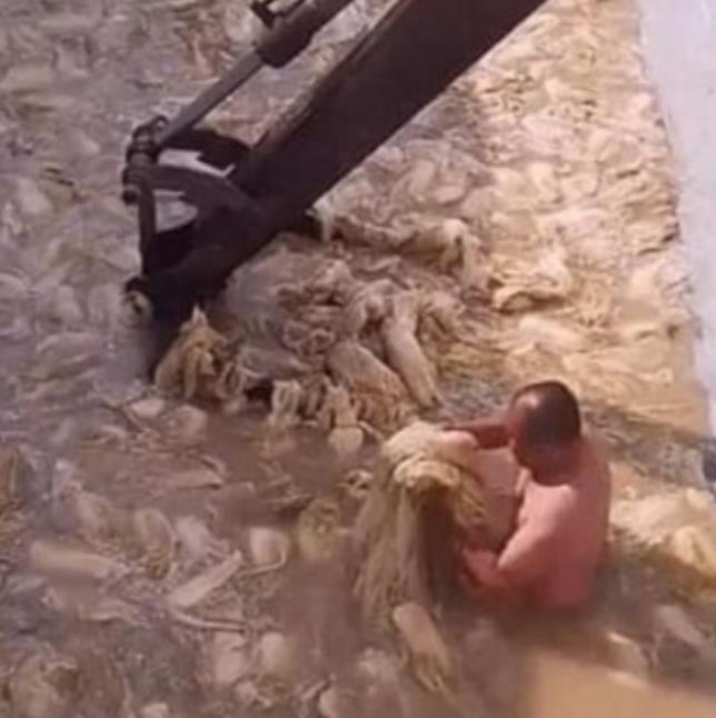 한 중국 남성이 수조에 들어가 배추를 절이는 이른바 '알몸 김치' 영상 [서경덕 교수 제공]