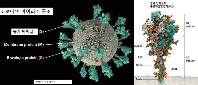 코로나바이러스 구조와 돌기(스파이크) 단백질의 세포 결합 부위(RBD).