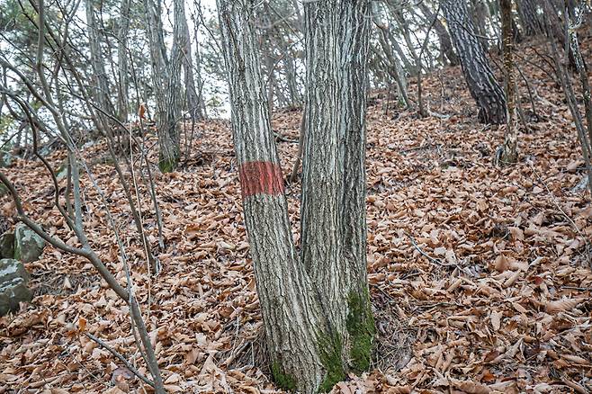 개인사유지를 알리기 위해 나무에 빨간색 표시선이 그어져 있다.