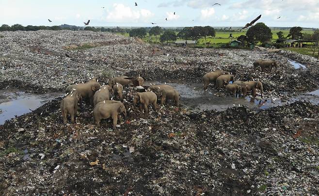 쓰레기장에서 먹잇감을 뒤지는 스리랑카 코끼리들 AP연합뉴스