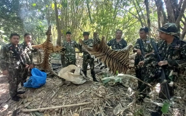태국 국립공원순찰대원들이 희생 당한 벵골 호랑이 두 마리의 가죽을 들어보이는 모습. /연합뉴스