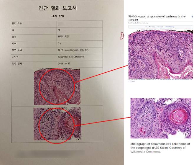 A동물병원에서 포메라니안 미미가 받은 조직 검사 결과 보고서. '구글'에 이미지 검색을 했을 때 검사 시기 이전인 2018년 자료 등에서 같은 사진이 발견됐다.