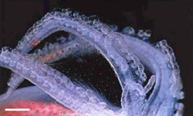 갈색망토보라문어의 독침 무기. 빨판에 독해파리의 촉수를 떼어내 붙였다. 마크 노먼 외 (2002) ‘뉴질랜드 해양 및 담수 연구’ 제공.