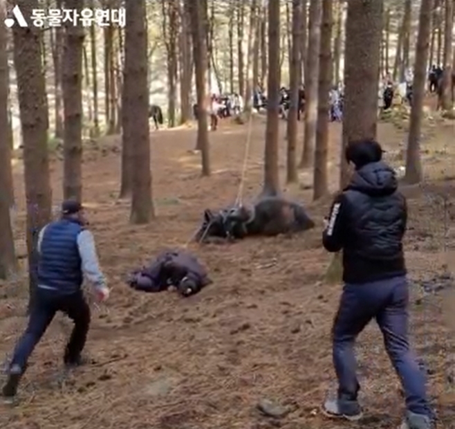 The Animal Freedom Solidarity, which raised suspicions of animal abuse in the KBS drama Taejong Yi Bang-won, has released a video that is evidence of abuse.On the 20th, the Animal Freedom Solidarity released additional data on the claim that the words used for filming were abused at KBS1 Taejong Yi Bang-won, which is being aired recently.The regiment released a video showing a horse falling down and an actor falling down.The regiment said, In the video containing the shooting scene, the wire is tied to the ankle of the horse and forced to fall down.The horse that fell down on the floor was shocked and collapsed for a long time and did not even show movement. We believe that the act of injuring animals by Lee Yong-hae is a clear cruelty to animal in violation of Article 8 of the Animal Protection Act, he said. The Animal Freedom Solidarity has officially asked KBS to confirm the survival and status of Lee Yong-sungs words in the shooting scene and asked for an interview to discuss measures to secure animal safety.The scene is a scene in which the main character Lee Sung-gye (Kim Young-chul) rides on a horse in the 7th episode of the play.The regiment pointed out that the body of the horse sounded 90 degrees in the scene and fell from head to floor.It is a shameful behavior to treat animals as propriety for broadcasting on KBS, a public broadcaster, said Cho Hee-kyung, a representative of the Animal Freedom Solidarity. The KBS Code of Ethics should provide practical regulations to guarantee animal safety when broadcasting, and when shooting broadcasts featuring animals, He said.As the actual shooting video of this scene, which was considered a CG, is released by the solidarity, criticism of viewers is growing.KBS is aware of the seriousness of the situation.The production team will announce its position through the meeting in the afternoon. 