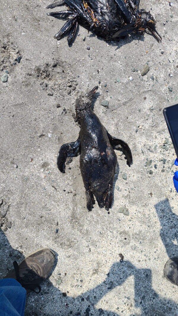 지난 19일(현지시각) 페루의 한 해변, 펭귄이 기름으로 인해 죽었다. 페루 해변에는 훔볼트펭귄 등이 살고 있다. /오셔나 페루 트위터