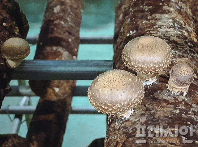 ▲표고버섯은 비타민B 뿐만 아니라 니아신과 에고스테롤, 무기질도 풍부하고 식이섬유가 많아 생활습관병 예방에 좋다. 사진은 참나무에 접종한 표고버섯 균주가 자라서 표고버섯으로 자라고  있는 모습이다.  ⓒ프레시안(=문상윤)