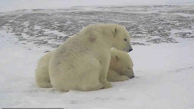 고아가 된 북극곰 형제, 먹이 준 은인 찾아 600㎞ 걸었다
