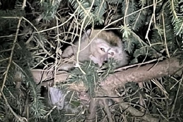 21일(현지시간) 미국 펜실베이니아주의 한 고속도로에서 트럭 충돌사고를 틈타 탈출한 게잡이원숭이 중 한 마리가 인근의 한 나무에서 포착된 모습. / 사진 = 연합뉴스
