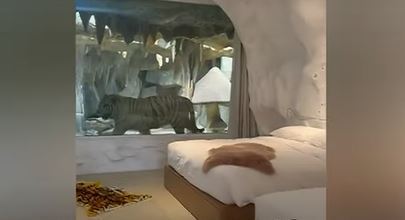 중국에서 '호랑이가 보이는 호텔방'이 추진되고 있다. / 사진=연합뉴스