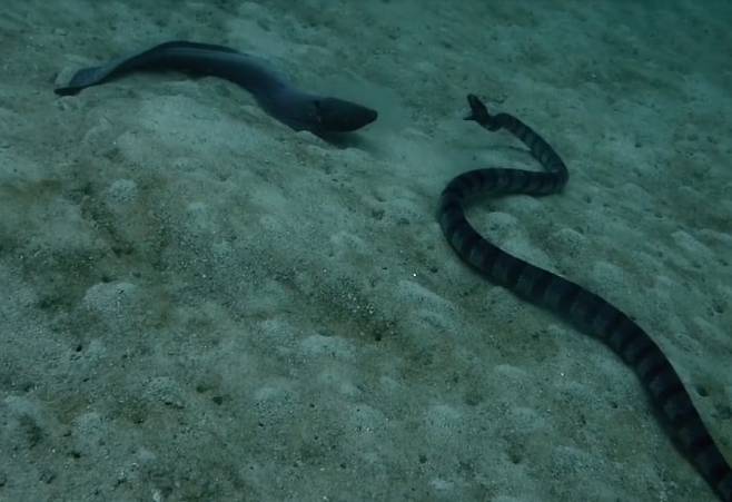 길다란 몸집과 포악한 습성, 강렬한 외모로 '바다의 용'으로 불리는 곰치(왼쪽)와 바다뱀이 서로를 위협하고 있다. /vimeo 동영상 캡처. Davy Jones Locker Diving