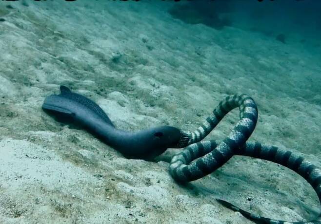 종종 '해룡'에 비견되는 곰치(왼쪽)와 바다뱀이 수중에서 뒤엉켜 싸우고 있다. vimeo 동영상 캡처. Davy Jones Locker Diving