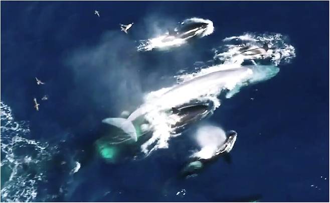지구 역사에서 가장 큰 동물인 대왕고래를 범고래 무리가 추격하고 있다. 존 토터델 외 (2022) ‘해양 포유류 과학’ 제공.