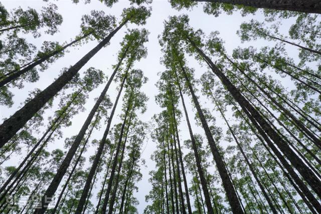 인도네시아 중부칼리만탄주 팡칼란분 나무 농장의 유칼립투스 펠리타. 25㎝ 길이 묘목을 심으면 6년 뒤 25m까지 자란다. 팡칼란분=고찬유 특파원
