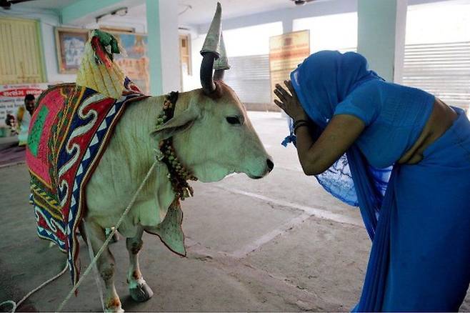 소를 숭배하는 힌두교인이 80%인 인도에서 도축이 안 된 채 유기된 소들이 사람을 공격하는 사고가 발생했다 / 사진 = BBC 홈페이지 캡처