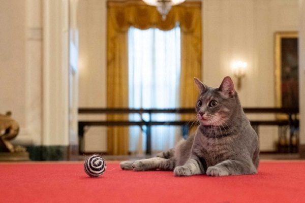 조 바이든 미국 대통령 부부가 백악관에서 키우게 된 두살 고양이 '윌로'. / 사진 = 연합뉴스