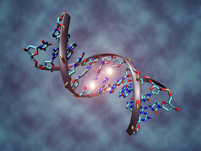 메틸화한 DNA 분자. 가운데 시토신 염기에 달라붙은 2개의 공모양 물질이 메틸기다. 위키피디아