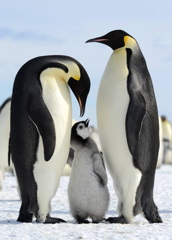 새끼와 함께하는 한 쌍의 펭귄 가족은 혹한의 환경에서 피어나는 가족애를 느끼게 해준다.