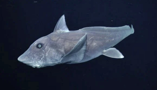 2007년 미국 캘리포니아 중부 해안에서 포착된 유령상어 성체.