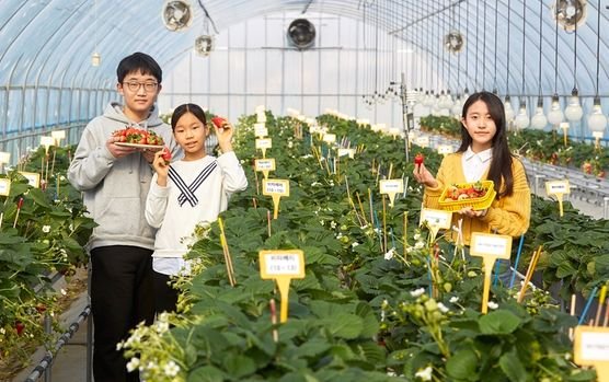 하윤·김해승 학생기자와 최지원 학생모델(왼쪽부터)이 충청남도농업기술원 딸기연구소를 찾아 딸기 품종 개발에 대해 알아봤다.