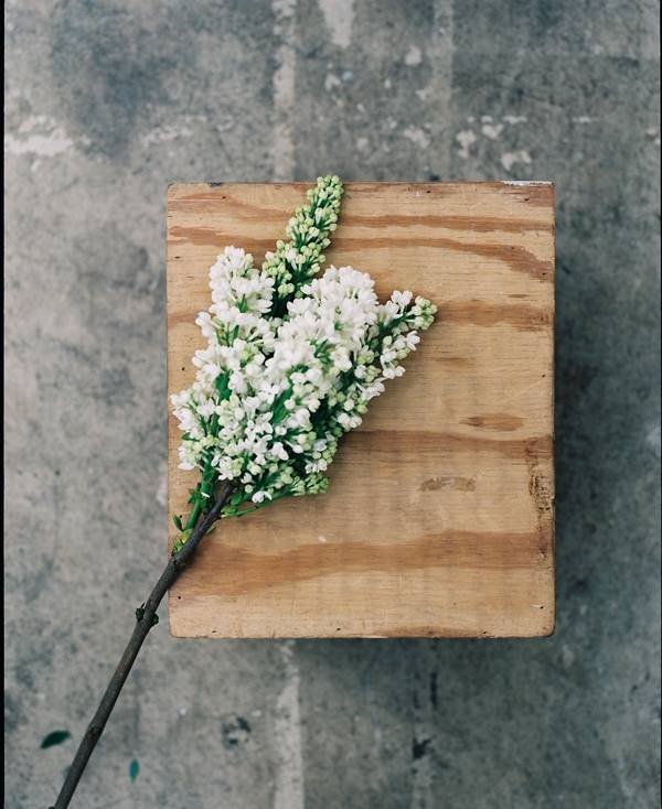 오르메 향수의 기본이 되는 자연의 원료, 꽃.