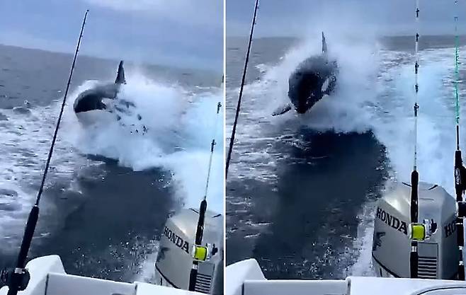 사냥? 놀이?…점프하며 보트 쫓는 범고래 포착