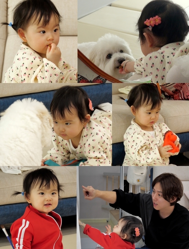 The Return of Superman language genius Seo Yoon Lee turns into a training genius this time.KBS 2TV The Return of Superman (hereinafter referred to as The Return of Superman), which will be broadcast on March 27, will visit viewers with the subtitle .Among them, a cute puppy comes to the house of Baek Sung-hyun and Seo Yun-yi. Seo Yun-yi, a trainer of Sezel-eared dog, will give a big smile to viewers room.On this day, Seo Yoon-in came to the house and gave a puppy to grow.Seo Yoon-yi was glad to see the appearance of the puppy Blanc, who was raised by Baek Sung-hyun before marriage.Seo Yoon, who is in a good mood and is releasing his personal life, said that the smile did not leave the mouth of Grandmas Boy and Baek Sung-hyun.But neither did Seo Yun-i get Blanc-is heart at once, and even if he crawled hard to play with Blanc-i, he would run away at the speed of light.So Grandmas Boy left, and Baek Sung-hyun went to get preparations for Seo Yoon-yis walking practice for a while, and Seo Yoon-yi challenged the training to capture Blancs heart.First, Seo Yoon-yi lured Blanc-yi to snacks, and he had to come up to snacks, even Blanc-yi, who kept avoiding him.In addition, Seo Yoon Lee said that he freely used Blancs favorite toys and tried to attract Blancs attention.While Seo Yoon-yi was playing with Blanc, a walking practice project prepared by Baek Sung-hyun for Seo Yoon-yi was released.I was very excited about the practice tool of the golden father Baek Sung-hyun, who was made by reflecting the childs taste.In particular, Seo Yoon-yi rises his expectations vertically by saying that he showed his passion by not only standing up but also Shim Eun-habal.What is the walking practice project prepared by Baek Sung-hyun?Will Seo Yun-yi, who stood on his own through this exercise and showed up to Shim Eun-habal Tuhon, succeed in his stride? (Provide photo) at 9:20 p.m. (Photo by KBS)