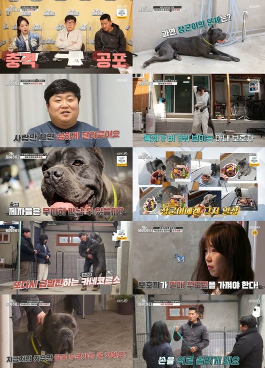 A Gon-gyeon appeared in Gae-ryung, where the Guardian ran with the power that could not be afforded.KBS2 Dogs Are Incredible (hereinafter referred to as Gae-Gyeong-ryung), which was broadcast on the 28th, covered the story of a Cane-Corso dog that rushes and emits with uncontrollable power when people see only the special MC Heo Young-ji.Her husband, Guardian, said, I am shocked that a general will run hard when I see a person. When a general who is close to 41kg is climbing his wife Guardian, he asked for help from Gae-ryung saying, I am worried that my wife will hurt her face or head.The general does it only when Im not here, explained her husband, Guardian, in particular. If youre together, you dont do anything.Also, when walking, he also followed the control of his husband Guardian.Kang Hyung-wook , a trainee, stressed the danger, saying,  (My wife, Guardian, may be seriously injured.After that, the general, who was with her husband Guardian and showed a good attitude to Lee Kyung-kyu and Heo Young-ji, immediately rushed to Lee Kyung-kyu as her husband Guardian left.Also, Lee Kyung-kyu and Heo Young-ji, who started counseling, made a variety of diets such as chicken feet, cattle, liver, sardines, turkey necks, and rabbit ears for the general who usually enjoys reproduction, and surprised viewers.Kang Hyung-wook , a trainee who visited the generals house, said, The general knows he is strong.The way the general greets him uses his power without considering his opponent, he explained, and began analyzing the generals characteristics.The general gathers his mouth when he jumps, and he smells it from behind, and this is his domination, said Kang Hyung-wook , a trainee.He then went into body blocking training for control, but the general was excited with the sound of up, and Kang Hyung-wook  trainer said, It is threatening.There is an aggressive part, he said.Kang Hyung-wook  trainer ordered his wife Guardian to control the suddenly alert general, and the general did not budge at his wife Guardians words.Kang Hyung-wook , a trainee, said, Im wary of my husband, not having a Guardian. Im trying to protect my wife, Guardian.If you do something wrong, you may not be able to raise it in a year. You have to reduce your affection, and if you grow up like you are now, you will eventually bite someone, said his wife, Guardian, in tears.Kang Hyung-wook , a trainer at the Generals lack of walking, said, Most of the Guardians who raise Kanecorso do not do enough activities.It is often a blind dog (because it cannot erupt energy), he said, stressing his responsibility and efforts as a Guardian.His wife, Guardian, who started walking training, showed a dangerous situation by being dragged strongly by the general, and Kang Hyung-wook  trainer said, It is a really dangerous walk.I cant take a walk, said his wife, Guardian, but if you increase the generals exercise, learn the promenade skills, and control your affection, youll be better.After repeated walking training, the general showed a stable appearance.His wife, Guardian, said, I think I can train and raise it well in the future.On the other hand, Gaeulung is a program that considers how Pet and his companions live happily together for a mature companion animal culture. It is broadcast every Monday at 10:40 pm on KBS2Gae-Gyeong-Ryung